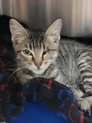 Cats for Adoption Near San Antonio, TX