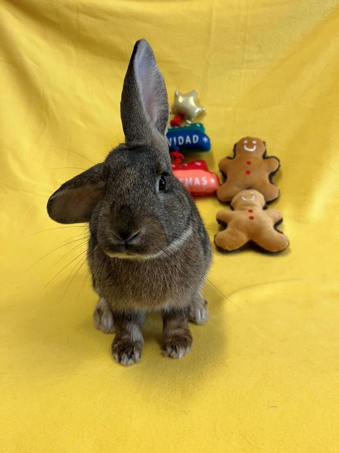 Rabbit for adoption GINGERBREAD a Bunny Rabbit in Santa Cruz