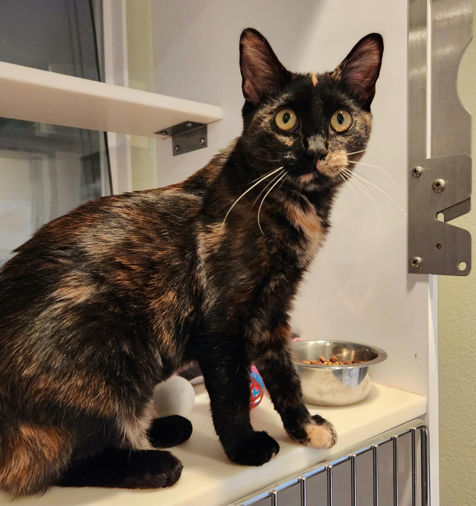 Margot, an adoptable Domestic Short Hair in Lincoln, CA, 95648 | Photo Image 1