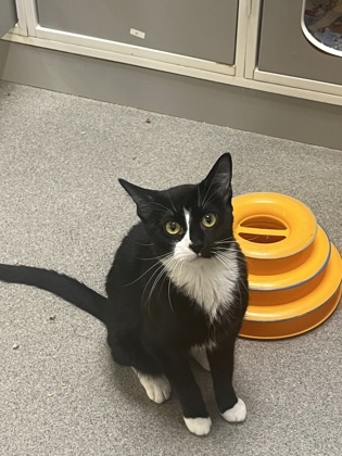 Cat for adoption Walgreens a Domestic Short Hair in Beatrice