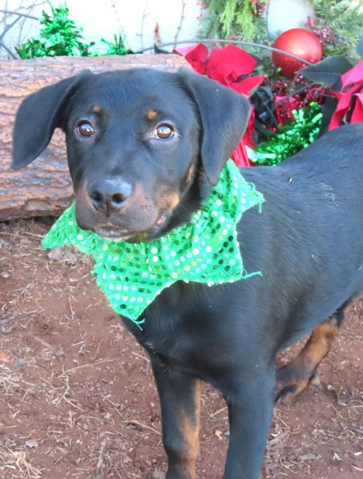Dog for adoption - SOURKRAUT 'BUDDY' 420842 PleaseReadMyDearSantaLetter!, a  Hound Mix in Oklahoma City, OK