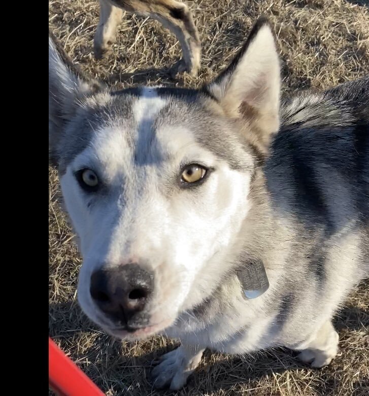 Star *READ ENTIRE DESCRIPTION*, an adoptable Alaskan Malamute in Spokane, WA, 99205 | Photo Image 1