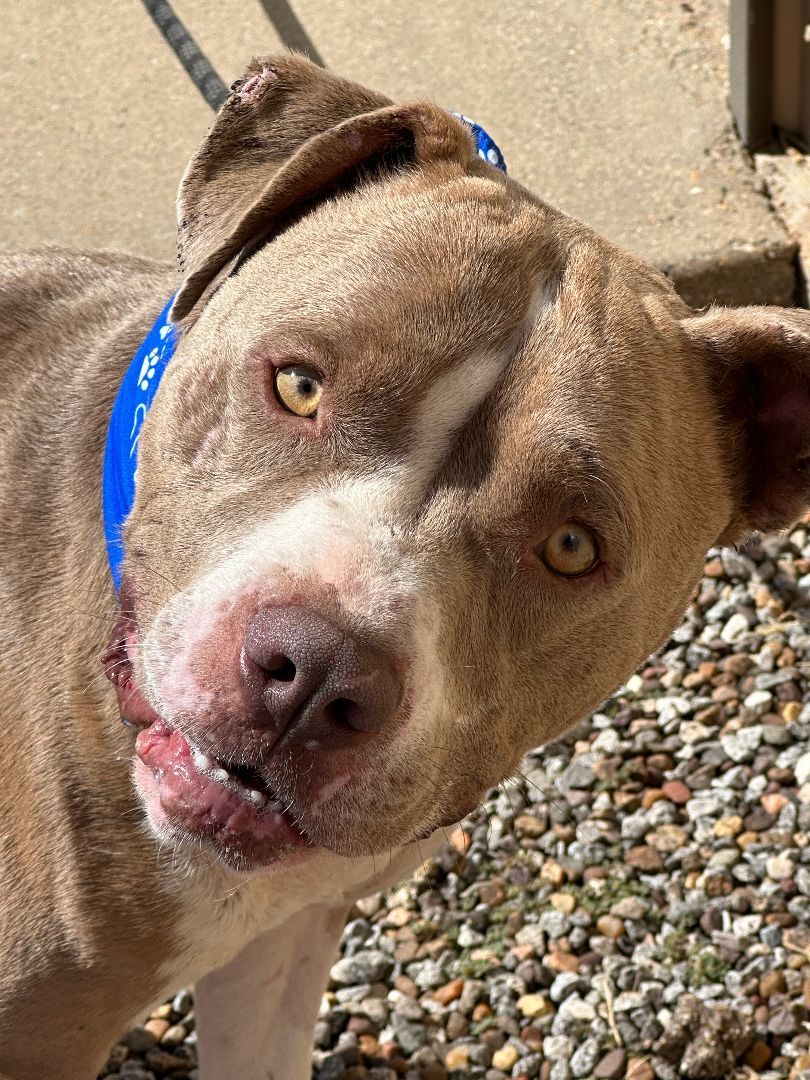 Dog for adoption BEAN, a Pit Bull Terrier in Levelland, TX Petfinder