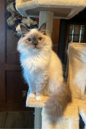 petfinder ragdoll