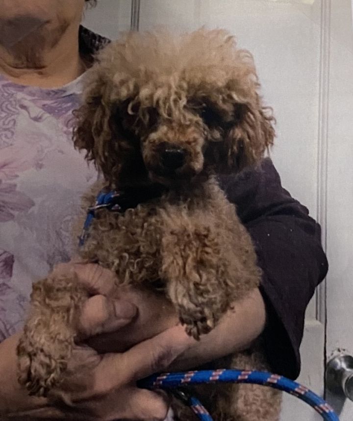 Petfinder hotsell toy poodle