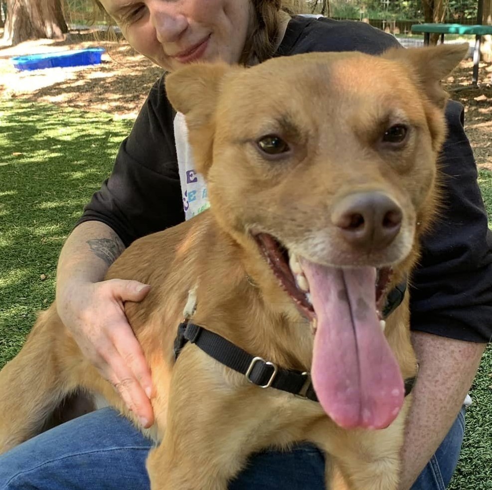 Dingo, an adoptable Mixed Breed in Sultan, WA, 98294 | Photo Image 4