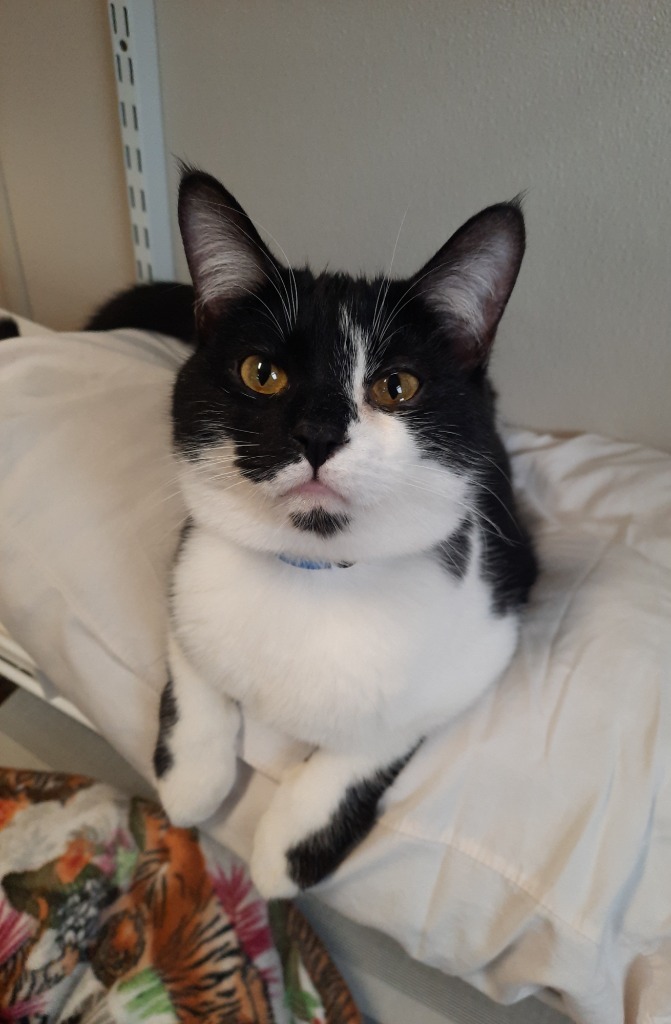 Pepper