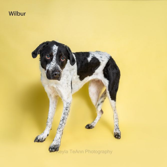 Dog for adoption - Wilbur, a Labrador Retriever & Australian Cattle Dog