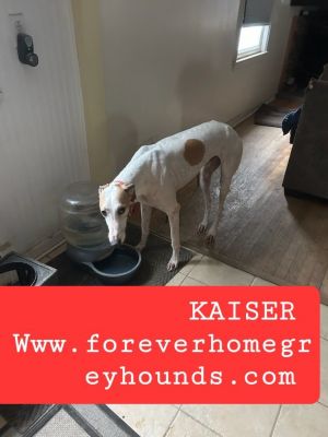 Kaiser dog outlet store