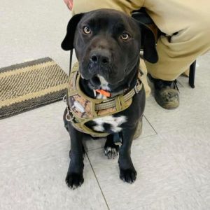 Karma (MUTTS W/ MANNERS)