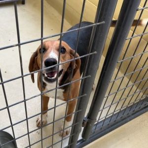 Ross dog clearance cage