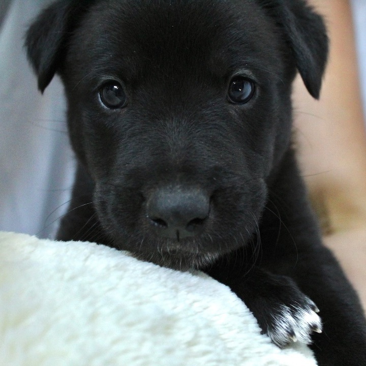 Dog for adoption Butterfinger, a Shepherd & Husky Mix in Des Moines