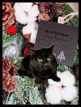 Tessy 2