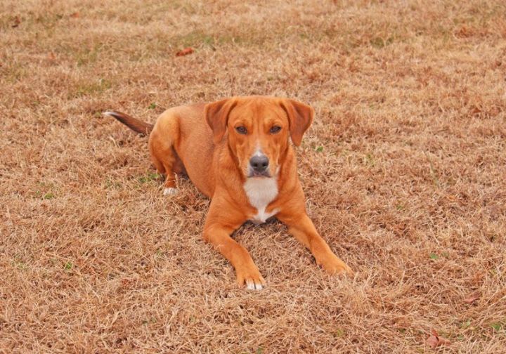 Catahoula redbone hot sale mix