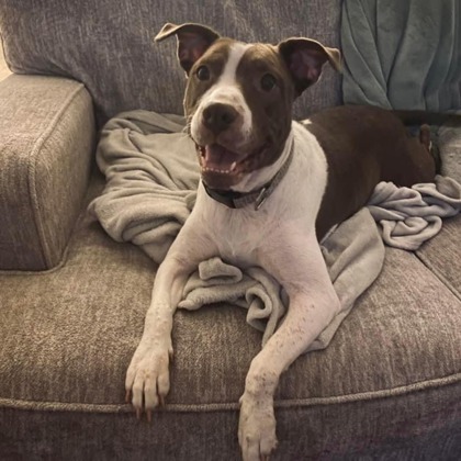 Petunia - Fostered-$25