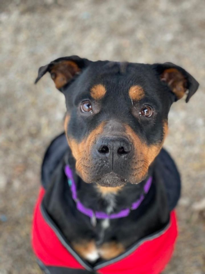 Rose, an adopted Rottweiler Mix in Horseheads, NY_image-1