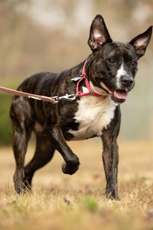 Jada, Adult Female Mixed Breed
