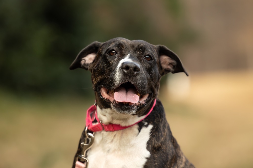 Jada, an adoptable Mixed Breed in Raleigh, NC, 27512 | Photo Image 1