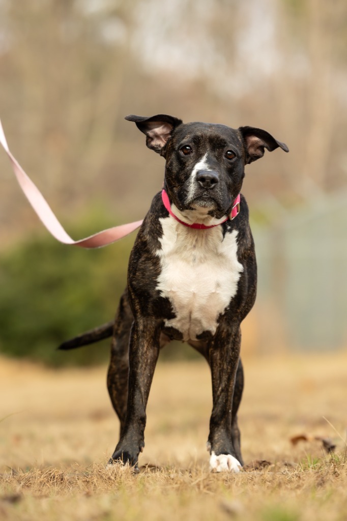 Jada, an adoptable Mixed Breed in Raleigh, NC, 27512 | Photo Image 2