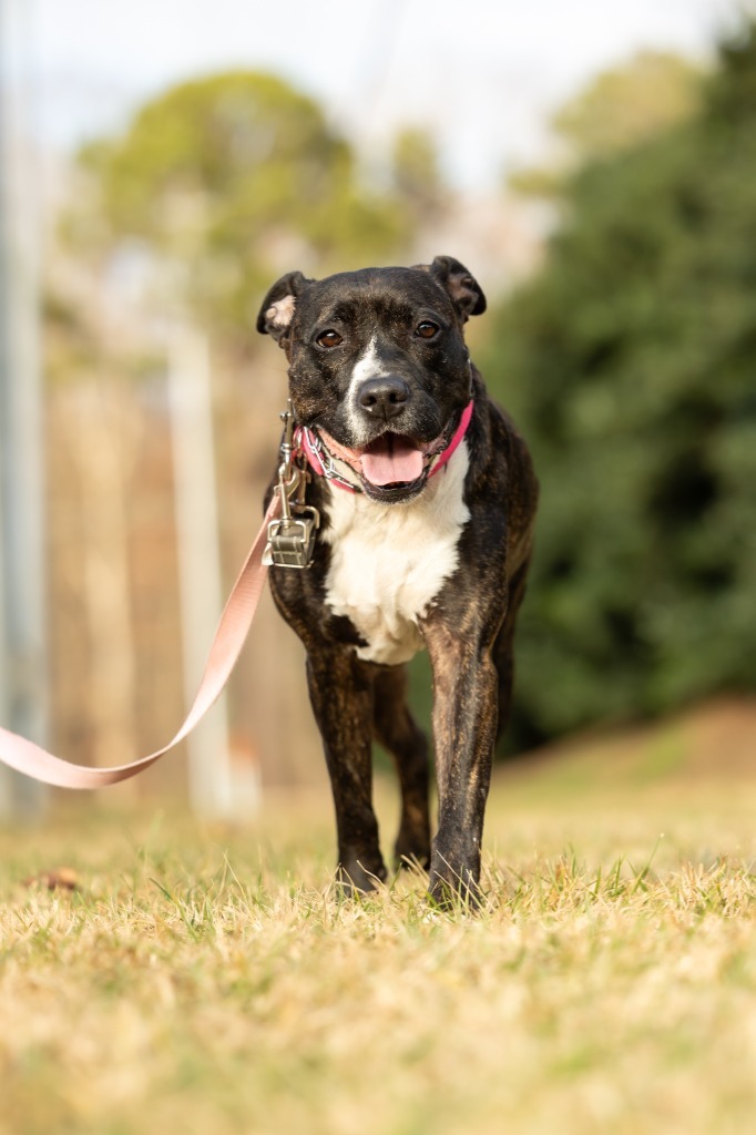 Jada, an adoptable Mixed Breed in Raleigh, NC, 27512 | Photo Image 3