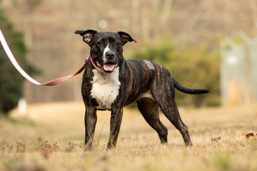 Jada, an adoptable Mixed Breed in Raleigh, NC, 27512 | Photo Image 4