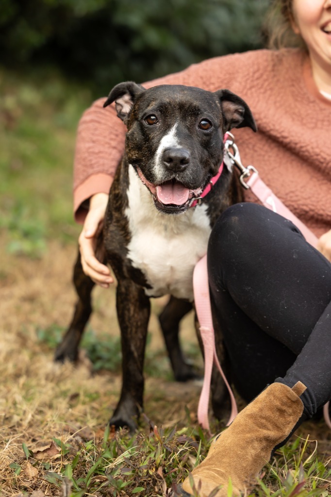 Jada, an adoptable Mixed Breed in Raleigh, NC, 27512 | Photo Image 5