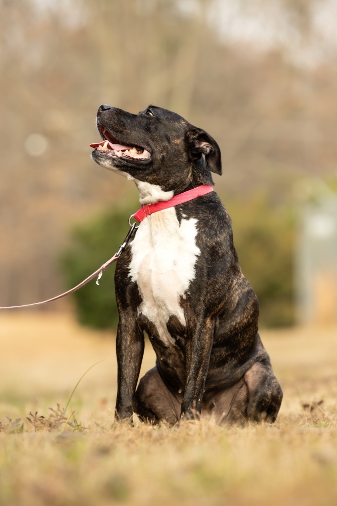 Jada, an adoptable Mixed Breed in Raleigh, NC, 27512 | Photo Image 6