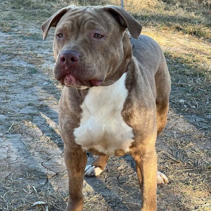 Blue nose best sale mix with bully