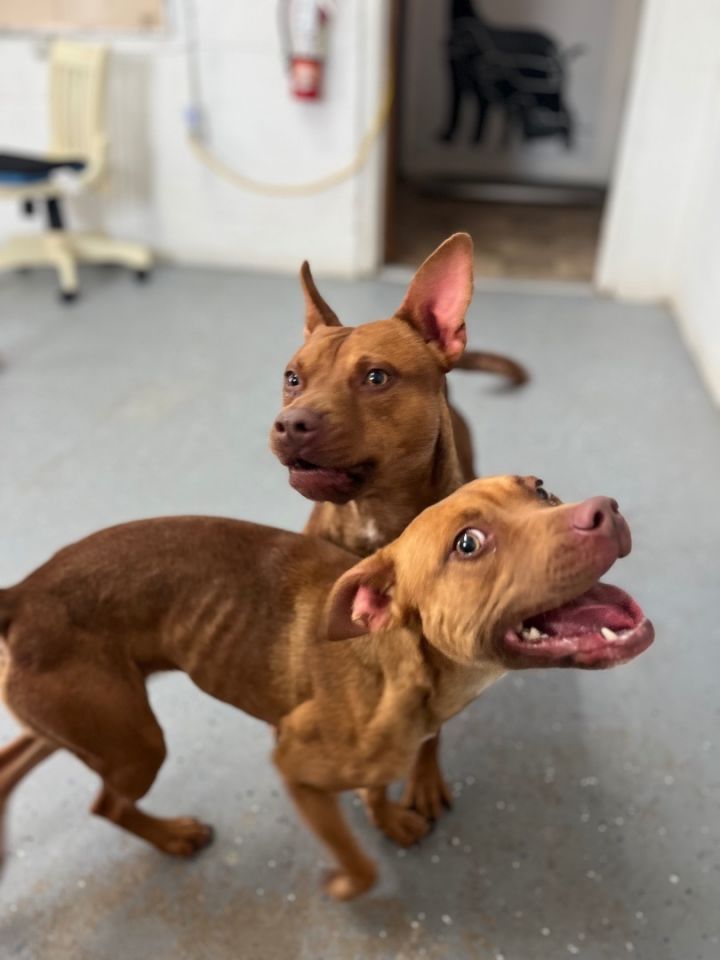 Dog for adoption Clove , an American Staffordshire Terrier