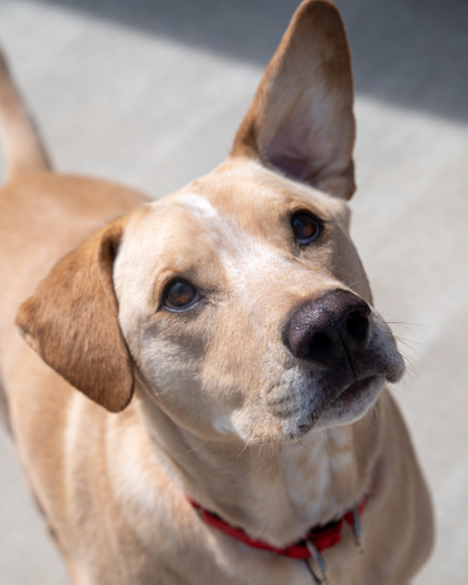 Sebastian, an adoptable Retriever, Mixed Breed in Pequot Lakes, MN, 56472 | Photo Image 1