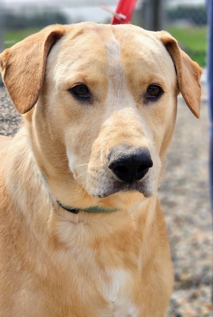 Sebastian, an adoptable Retriever, Mixed Breed in Pequot Lakes, MN, 56472 | Photo Image 2