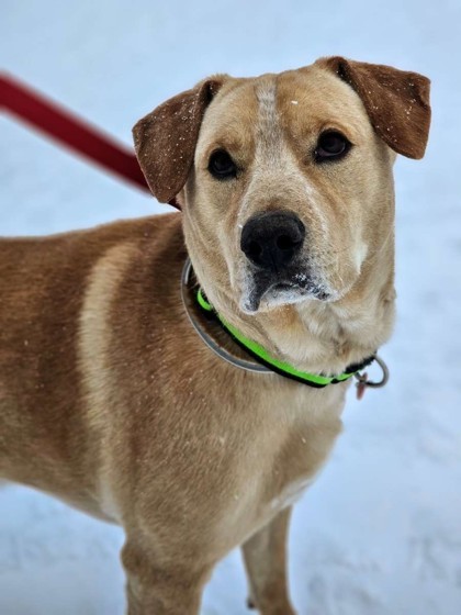 Sebastian, an adoptable Retriever, Mixed Breed in Pequot Lakes, MN, 56472 | Photo Image 3