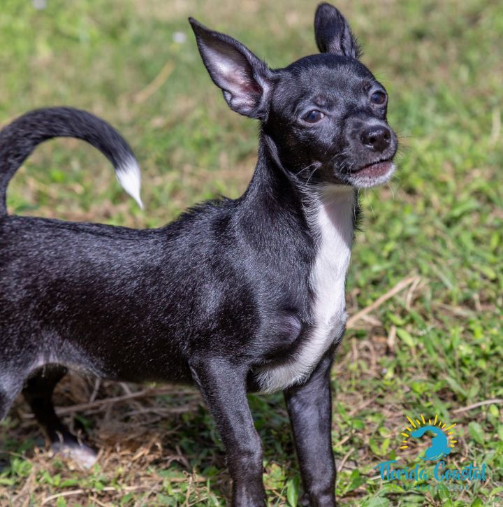 Mexican hairless hot sale chihuahua