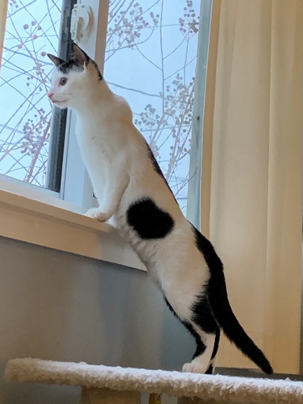 Katy Kangaroo 2