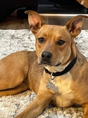 Meet Nikki Aka- Nikola and just look at those ears Nikki is a foster from Dekalb County Animal Ser
