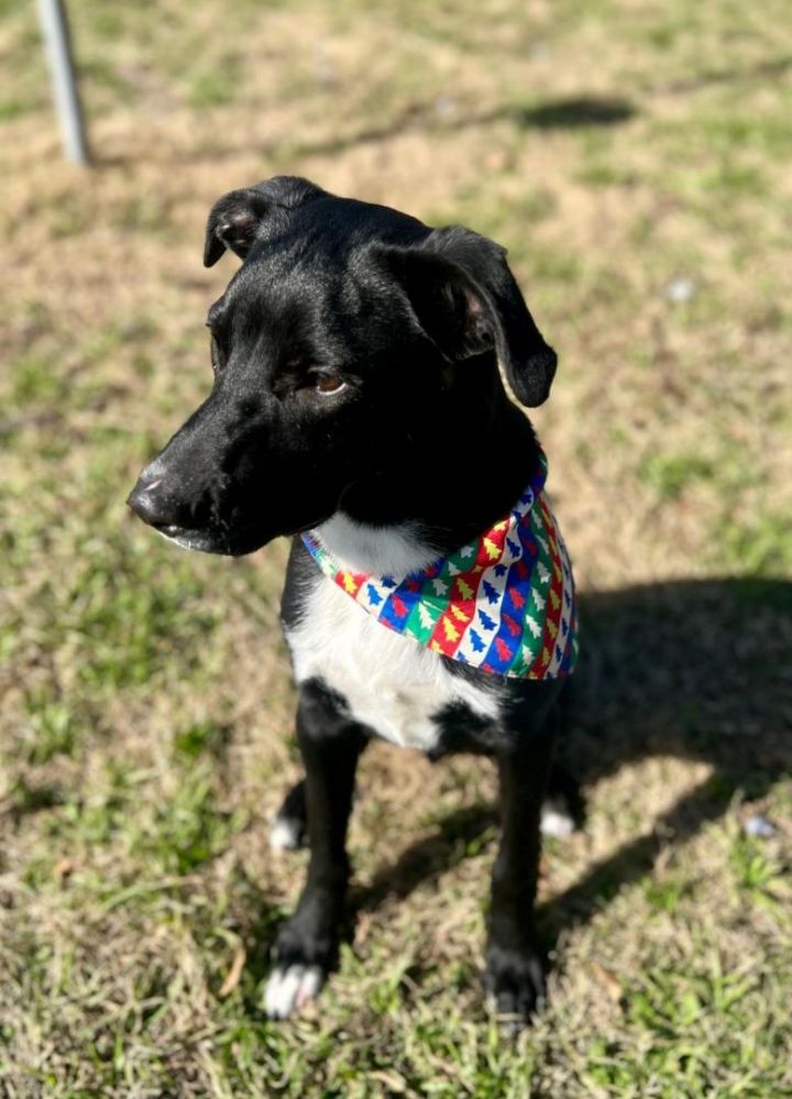 benson black lab