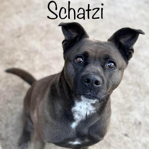 Schatzi 231033, an adoptable Mixed Breed in Escanaba, MI, 49829 | Photo Image 1