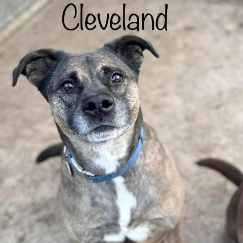 Cleveland 231032, an adoptable Mixed Breed in Escanaba, MI, 49829 | Photo Image 1
