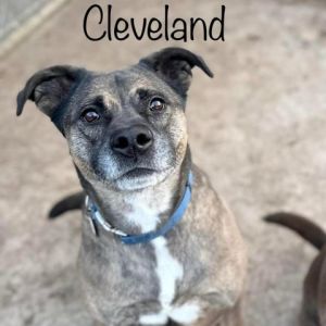 Cleveland 231032