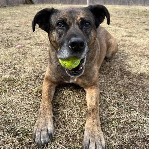 Cleveland 231032, an adoptable Mixed Breed in Escanaba, MI, 49829 | Photo Image 4
