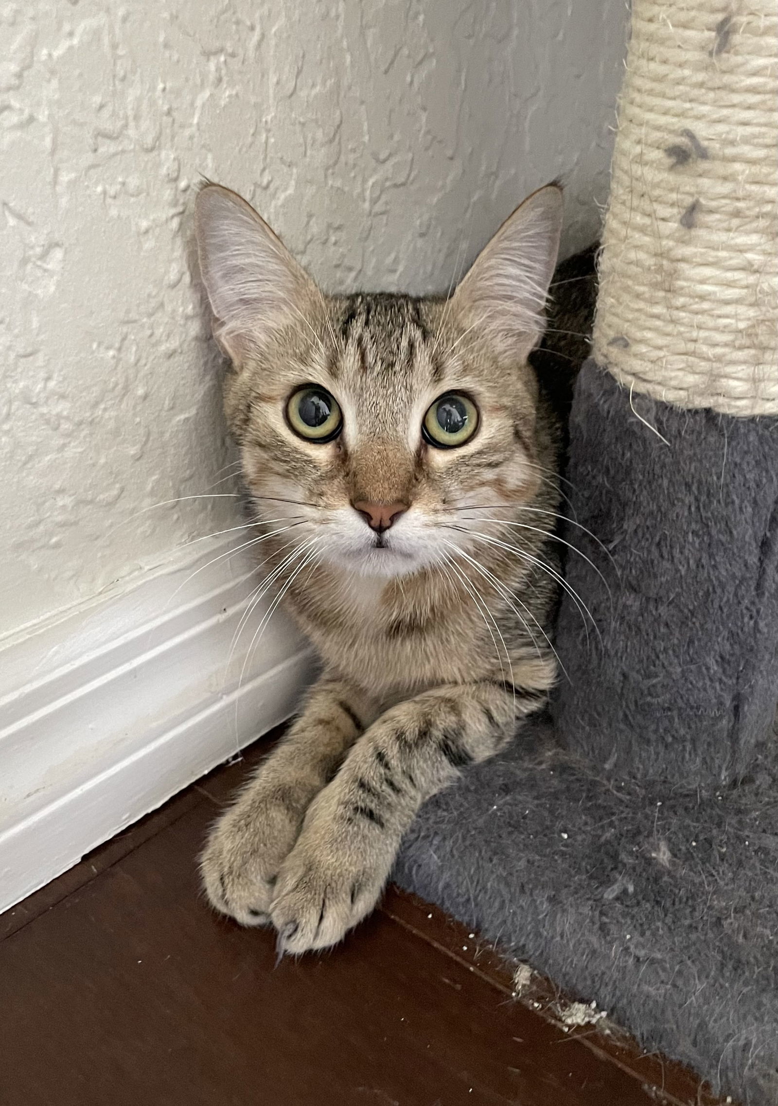 Pumpkin, an adoptable Abyssinian, Tabby in West Palm Beach, FL, 33405 | Photo Image 1