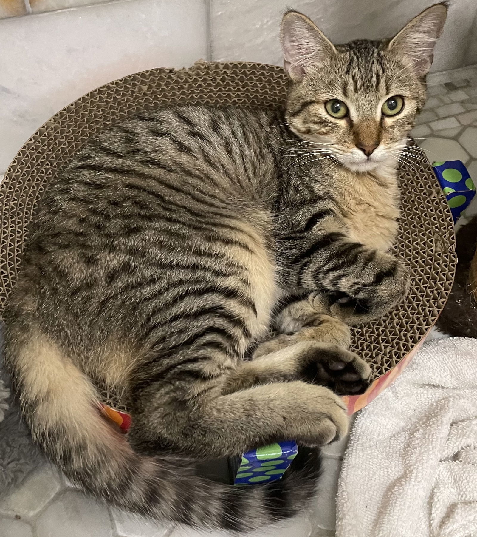 Pumpkin, an adoptable Abyssinian, Tabby in West Palm Beach, FL, 33405 | Photo Image 3