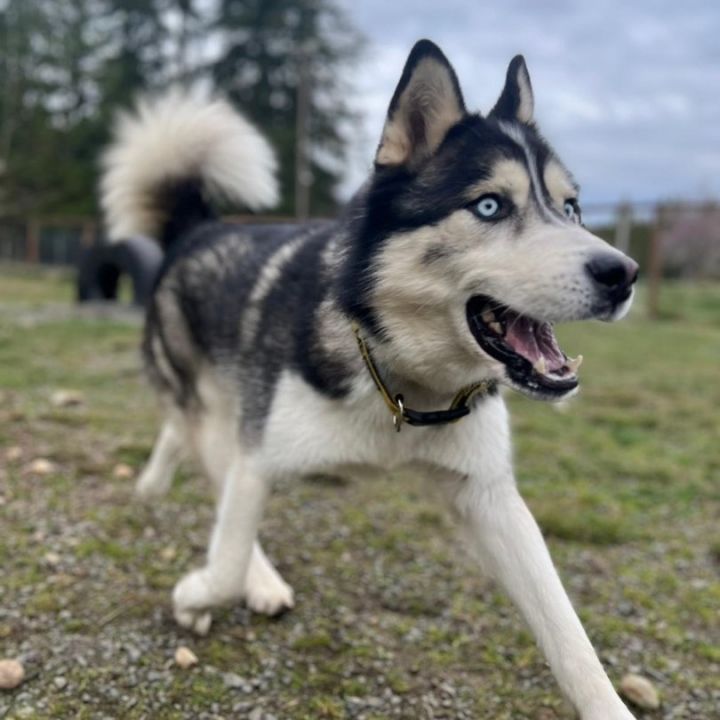 Dog for adoption - Yukon - Blue Eyed Beauty!, a Siberian Husky