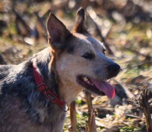 Bruce Blue Heeler - Huggable Toys