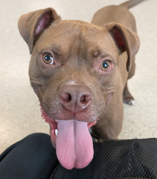 Chevy (23-203 D), an adoptable Mixed Breed in Lansing, MI, 48910 | Photo Image 1