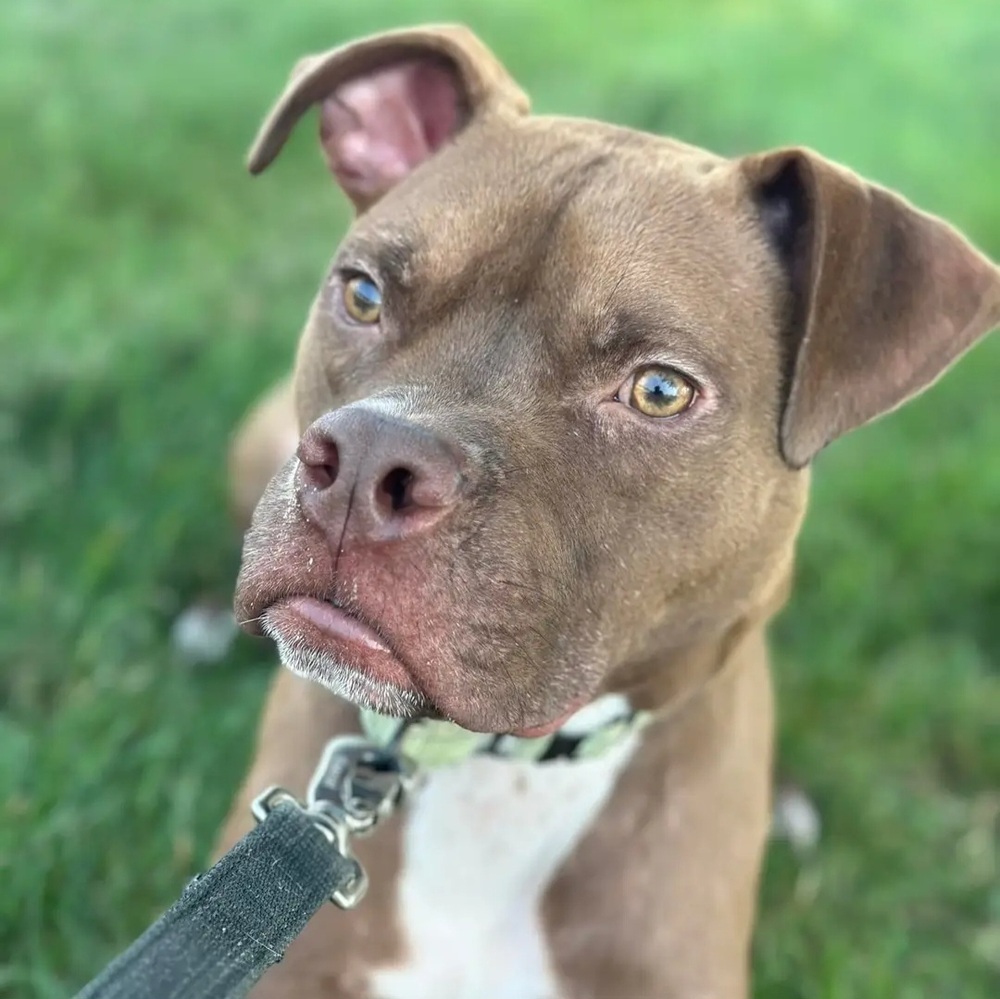 Chevy (23-203 D), an adoptable Mixed Breed in Lansing, MI, 48910 | Photo Image 2