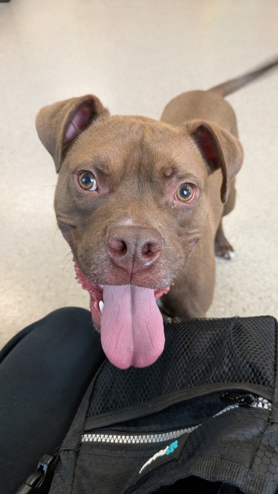 Chevy (23-203 D), an adoptable Mixed Breed in Lansing, MI, 48910 | Photo Image 2