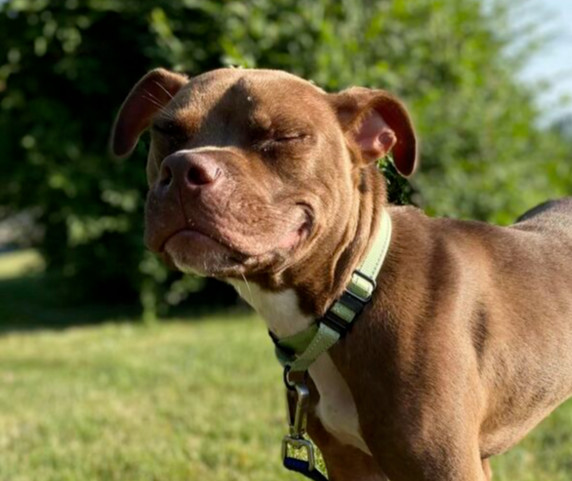 Chevy (23-203 D), an adoptable Mixed Breed in Lansing, MI, 48910 | Photo Image 3