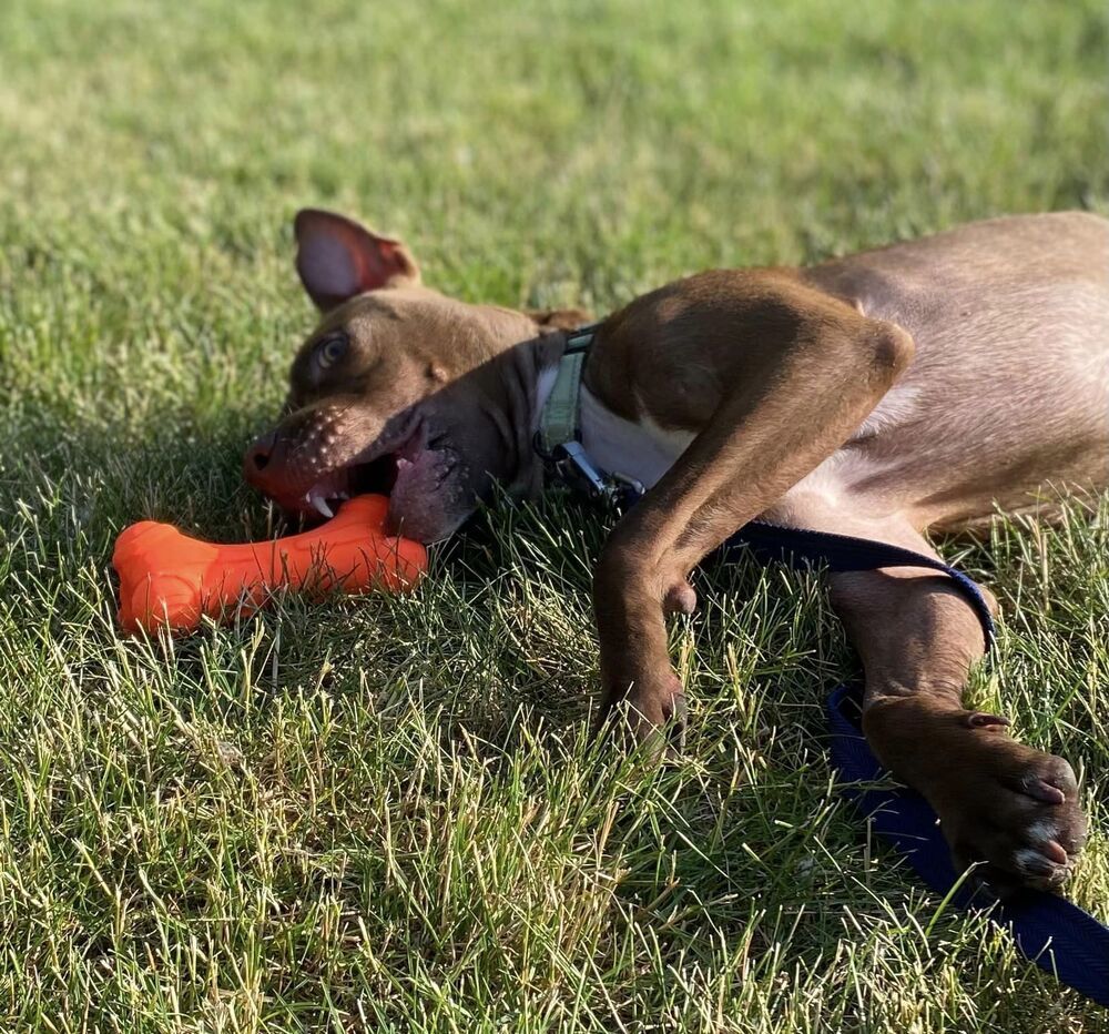 Chevy (23-203 D), an adoptable Mixed Breed in Lansing, MI, 48910 | Photo Image 5