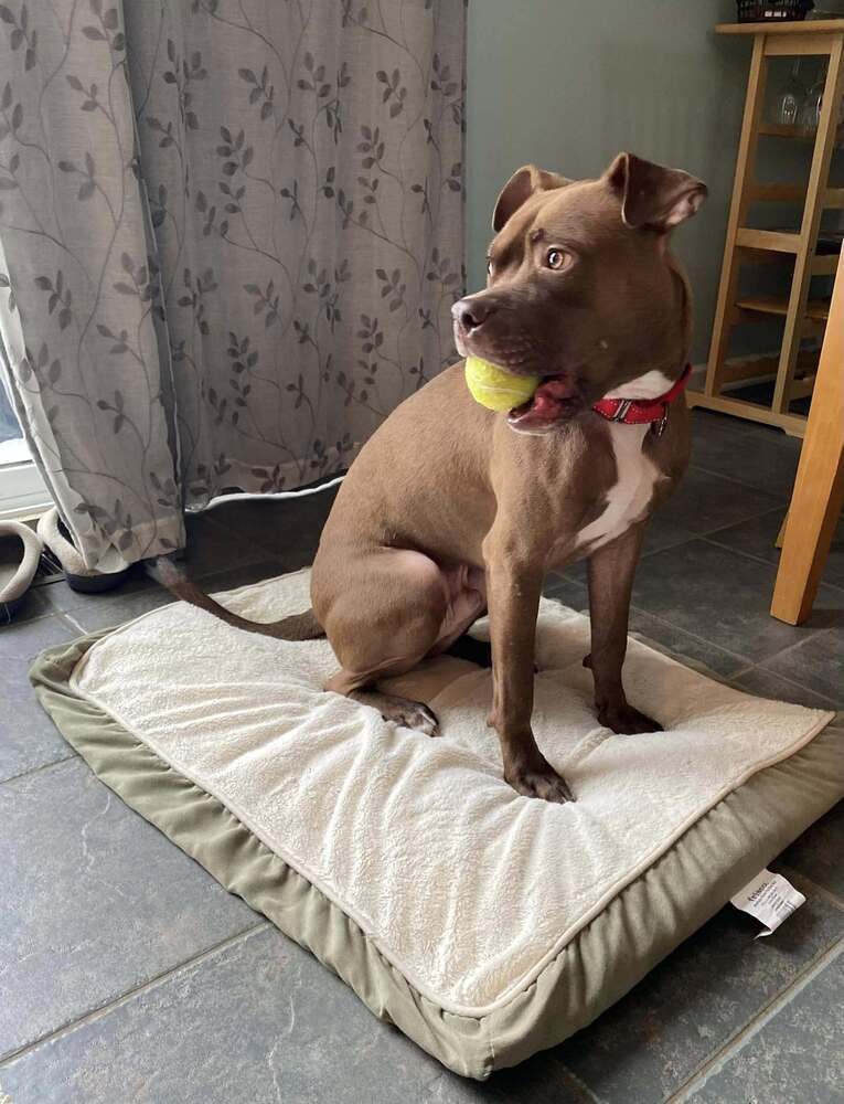 Chevy (23-203 D), an adoptable Mixed Breed in Lansing, MI, 48910 | Photo Image 5